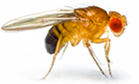 Drosophila