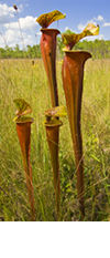 Sarracenia